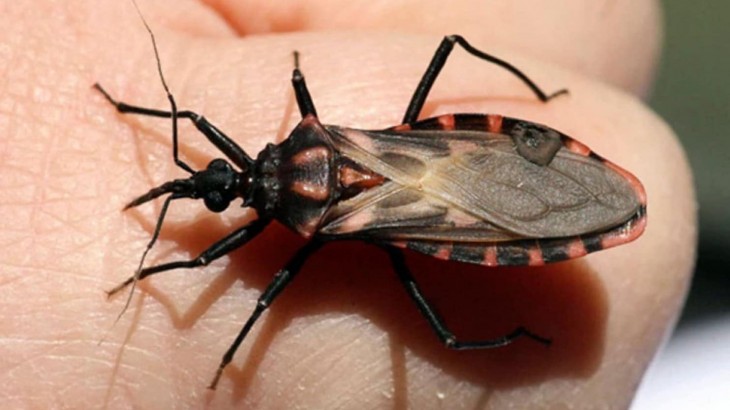 Investigadoras mendocinas avanzan en nuevos métodos para detectar y tratar el Chagas