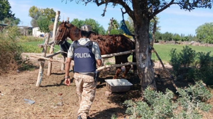 Rescataron animales sin documentación y en deplorable estado