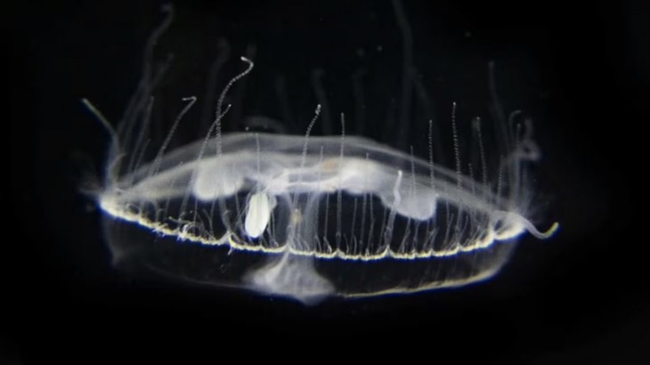 Científicos del Conicet detectan una medusa invasora en Bariloche