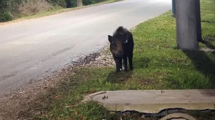 Tras el hallazgo de un puma, ahora apareció un jabalí suelto en Escobar